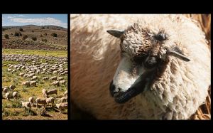 c96-Sheep P:L.jpg